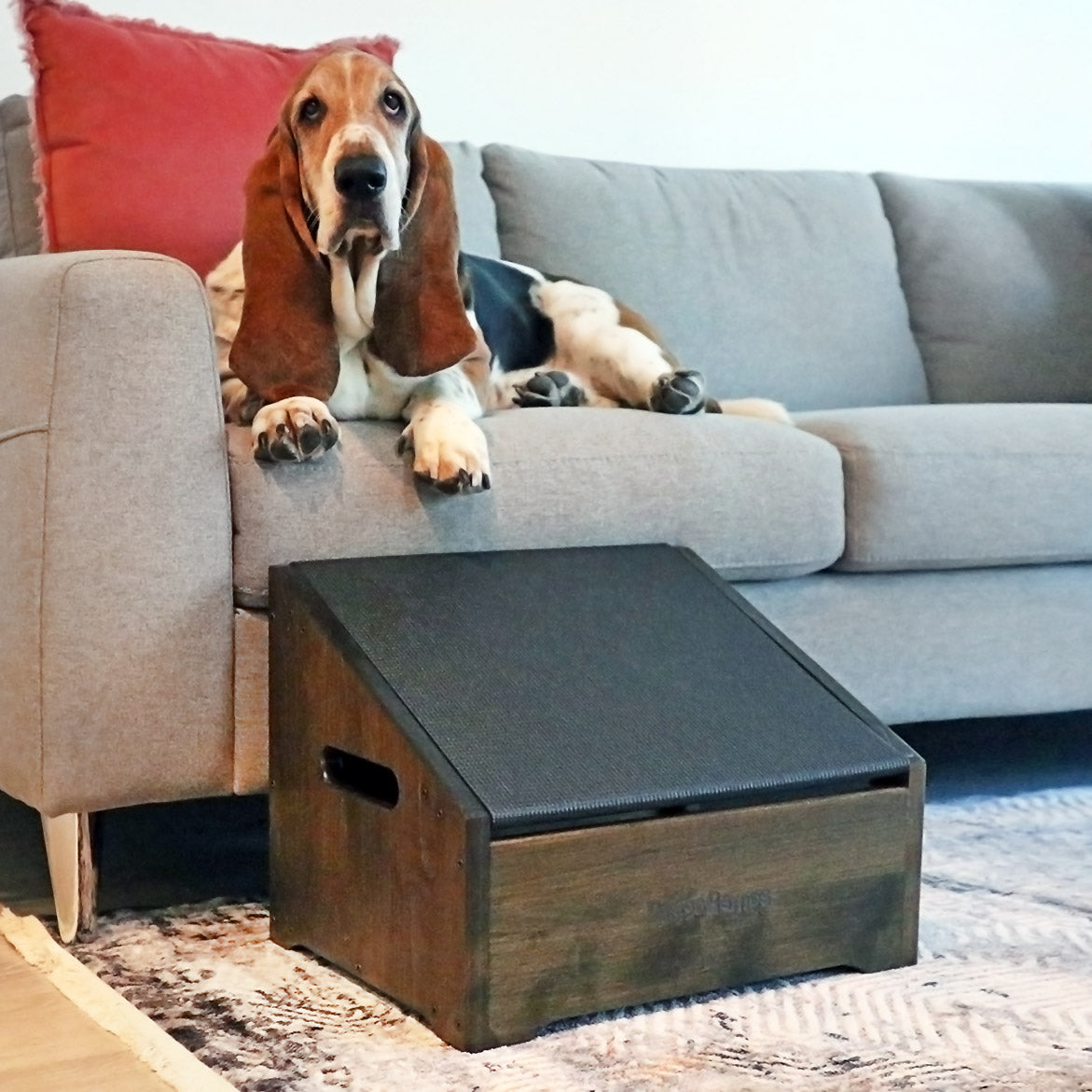 Non-Professional quick doggy on ottoman